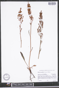 Rumex paucifolius image