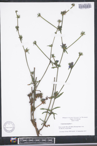 Cichorium intybus image