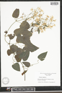 Clematis terniflora image