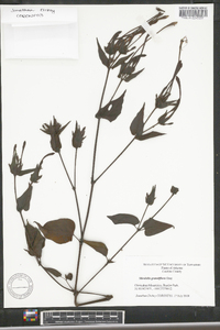 Image of Mirabilis grandiflora