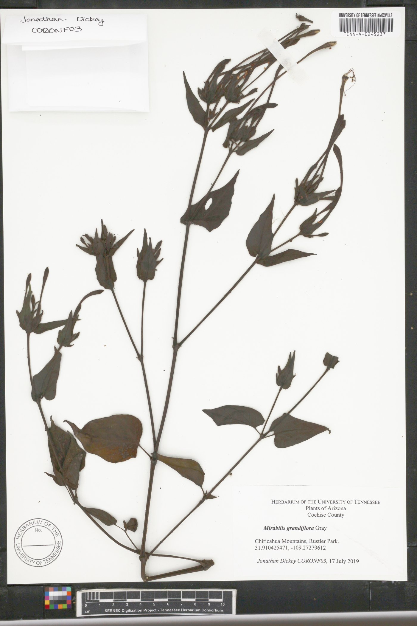 Mirabilis grandiflora image