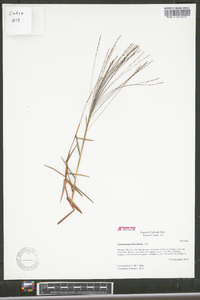 Gymnopogon brevifolius image