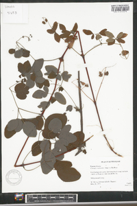 Clematis versicolor image