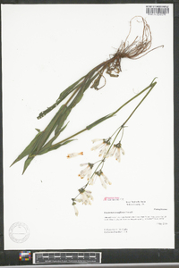 Penstemon tenuiflorus image