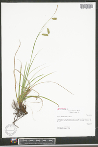 Carex cherokeensis image