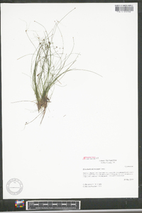 Eleocharis microcarpa image