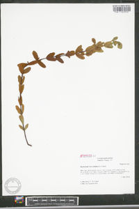 Hypericum crux-andreae image