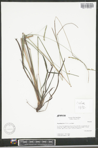 Paspalum laeve image