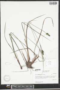 Carex complanata image