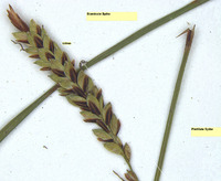 Carex barrattii image