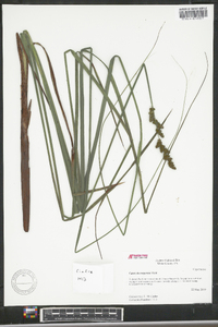 Carex decomposita image