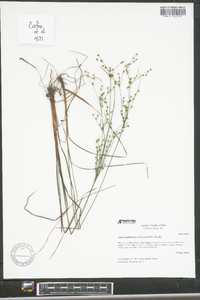 Juncus anthelatus image