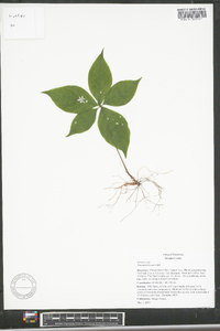 Trientalis borealis image