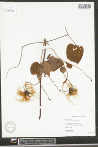 Clematis glaucophylla image