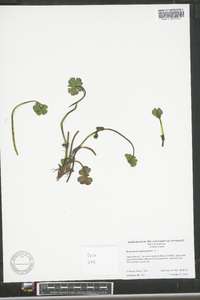 Hydrocotyle ranunculoides image