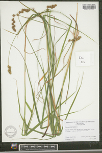 Carex projecta image