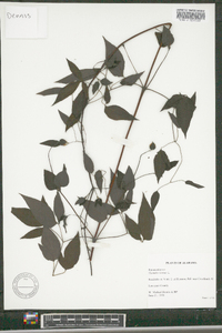 Clematis viorna image