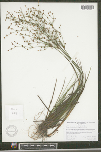 Juncus brachycephalus image