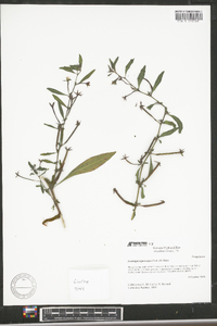 Ludwigia leptocarpa image