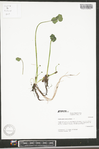 Hydrocotyle ranunculoides image