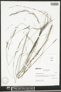 Aristida purpurascens image