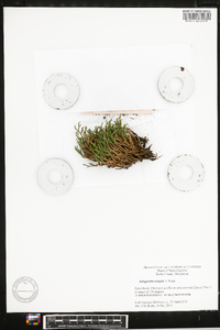 Selaginella tortipila image