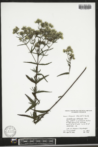 Eupatorium altissimum image