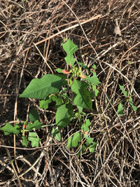 Euphorbia cyathophora image