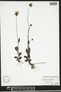 Coreopsis basalis image