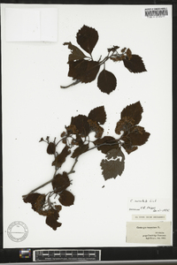 Crataegus calpodendron image