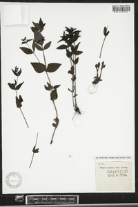 Hedyotis purpurea image