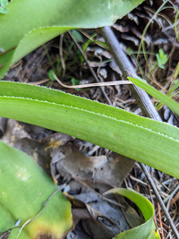 Manfreda virginica image