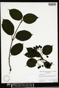 Viburnum lentago image