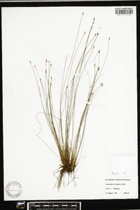 Eleocharis vivipara image