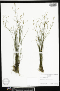 Juncus pelocarpus image