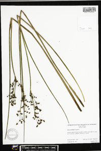 Juncus militaris image