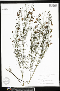 Agalinis purpurea image