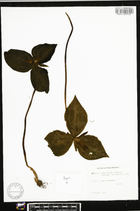 Trillium luteum image