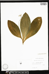 Clintonia borealis image