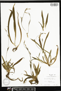 Carex platyphylla image