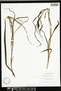 Carex scabrata image