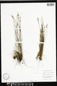 Rhynchospora rariflora image