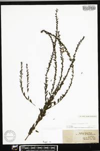 Lythrum lanceolatum image