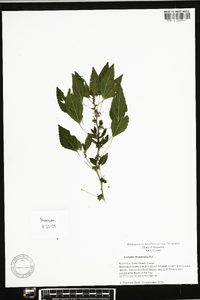 Acalypha rhombifolia image