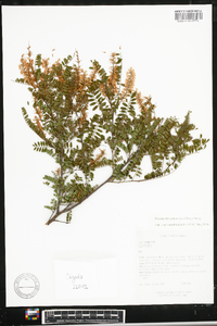 Eysenhardtia orthocarpa image