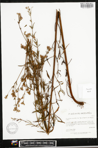 Image of Chromolaena mucronata