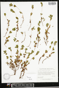 Calyptocarpus vialis image