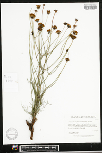 Thelesperma megapotamicum image