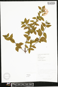 Abelia mexicana image