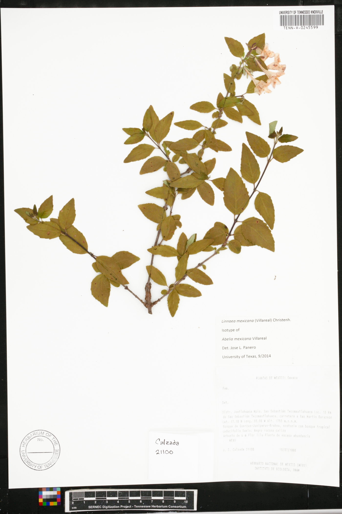 Abelia mexicana image